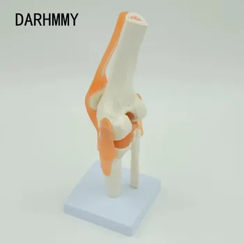  DARHMMY 1: 1 Гъвкав модел на колянната става с Связками и основата на Бедрената кост, tibialis и малоберцовой кости, Анатомическая модел на Здравно обучение