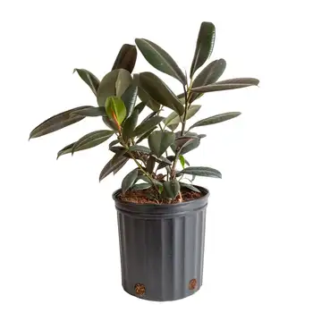  Жива стаен Бордовая каучук височина 22 инча; Светъл растение с непреки слънчева светлина в 10-инчов саксия Grower Girl flower pot planters